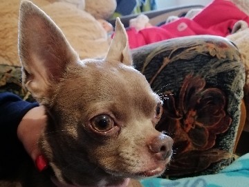 Chihuahua – petite chihuahua
