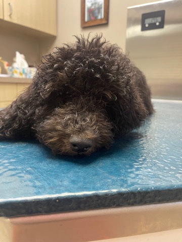 Poodle – Labradoodle Female