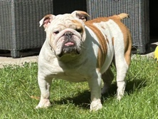 Olde English Bulldogge – englische Bulldoge – Berlin