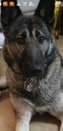 Belgian Shepherd Dog (Laekenois) – Belgium shepherd