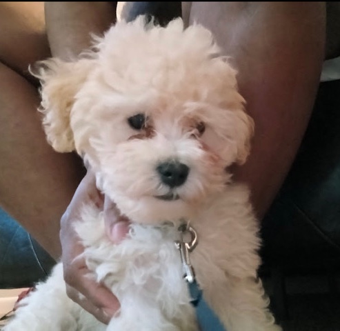 Maltese – Maltipoo puppy