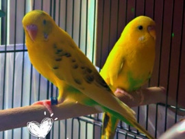 parakeets