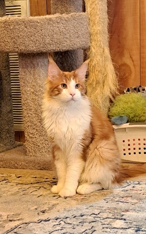 Maine Coon – Beautiful Maine **** boy