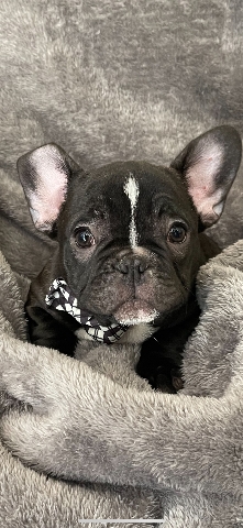 French Bulldog – AKC French Bulldog Puppies ready for rehoming