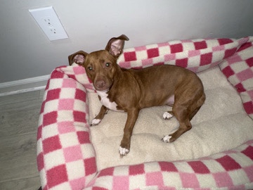 Dachshund – Looking to find Niobe a new home – Atlanta