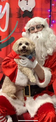 Lhasa Apso – Beautiful Lhasa Aspo