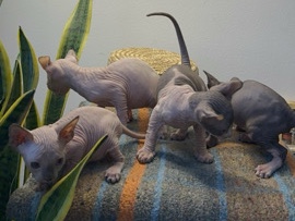 Sphynx – SPHYNX CAT – Dubai