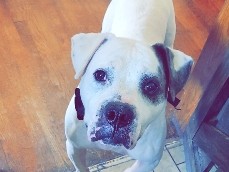 American Bulldog – help Juno