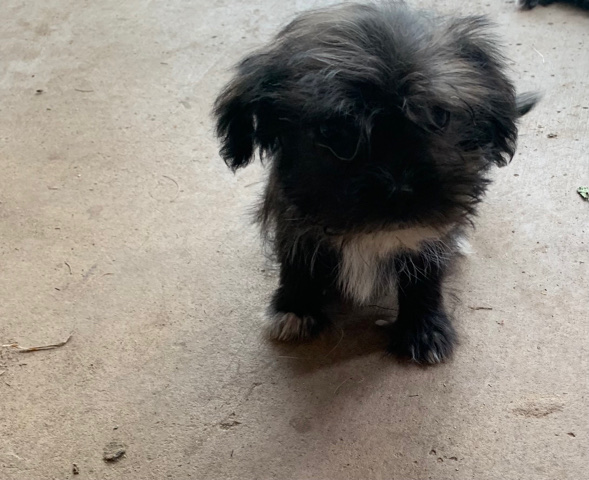 Yorkshire Terrier – Tiny Yorkie puppies