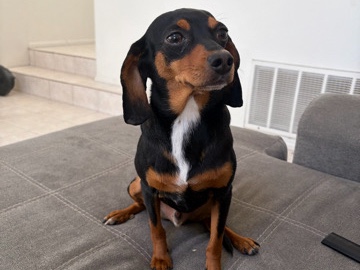 Dachshund – Dachshund/Chihuahua mix – Phoenix