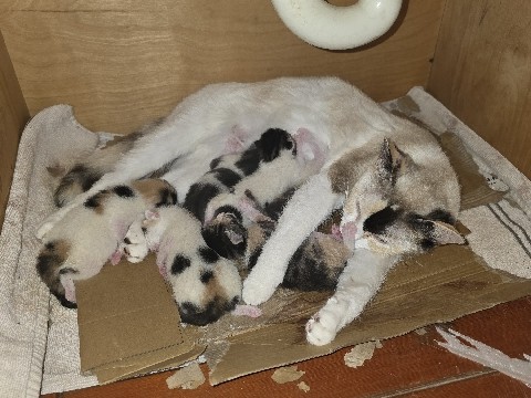 Mother & Kitten litter – Houston