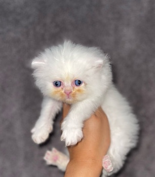 Persian (Traditional) – Male White and Cream Persian Kittens