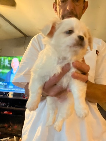 Shih Tzu – puppies for sale