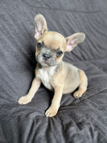 French Bulldog – Your New Best Friend Awaits!