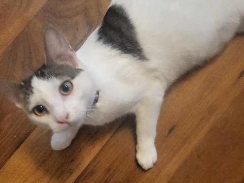 Sphynx – cat for good home – Hugo