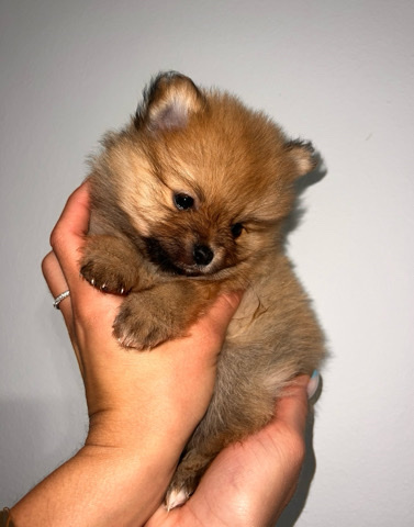 Pomeranian – Pomeranian