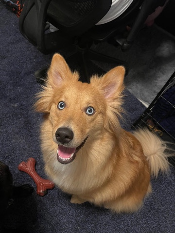 Australian Shepherd – AussiePom Needs a New Home