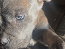 Baby Cane Corso's