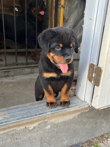 Rottweiler – are-home Rottweilers