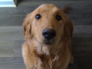 Golden Retriever – Golden Retriever- Honey Bee Babe – Clinton