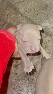 American Pit Bull Terrier – Apbt