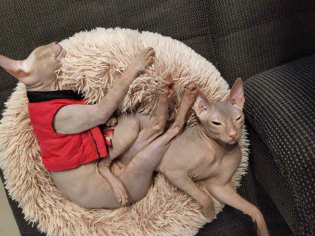 Sphynx – Sphinx Kater