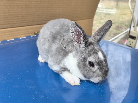 Mini Rex – Mini Rex Predigee Buck – Berea