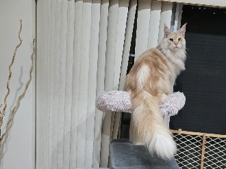 Maine Coon – Maine coon male – Palm Coast