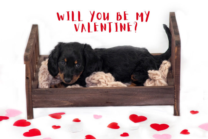 Dachshund – Mini dachshunds for sell!