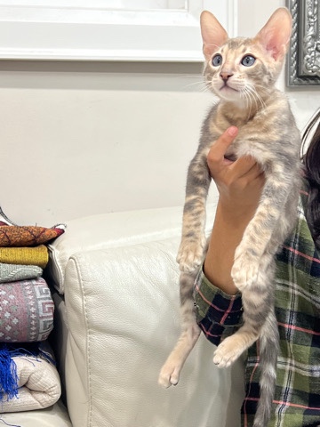 Bengal – Bengal kitten male silver glitter marble