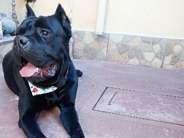 Cane Corso – cane corso – Ciudad de México