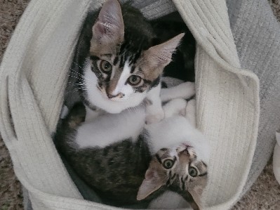 kittens😸 – Salem
