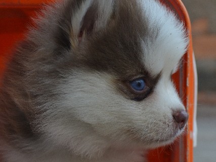 Pomsky – pomsky f2 original – Goiânia
