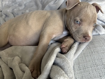 American Pit Bull Terrier – Bully Puppy – Plano