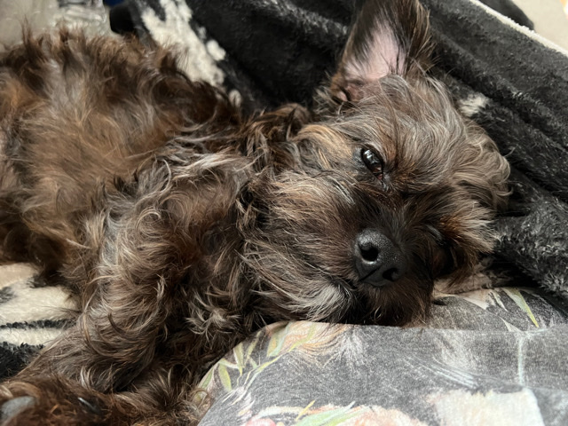 Small F Dog I’m need of new home