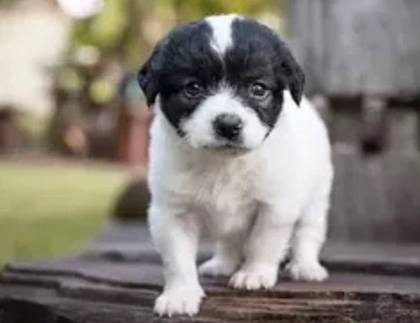 This Is an Bull Dog and Poodle mix. “Boodle”