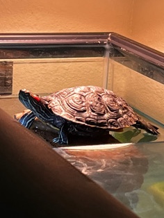 Any – Red Eared Slider