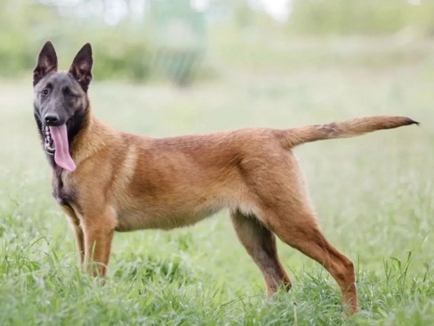 Belgian Shepherd Dog (Malinois) – pastor Malinois – Águas Lindas De Goiás