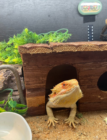 lizard – Female Bearded Dragon + Vivarium