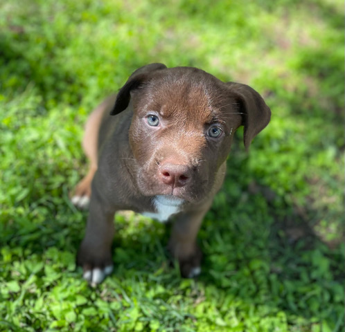 Labrador Retriever – Pitbull/Chocolate Lab puppies free to loving home