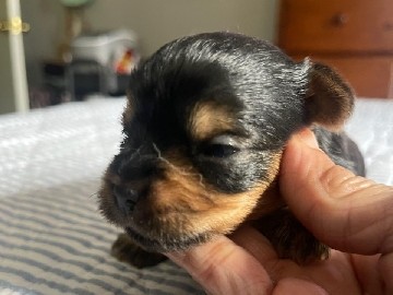 Yorkshire Terrier – Yorkie TERRIER PUPPY MALE – San Bernardino
