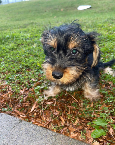 Full breed Yorkie
