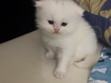 Himalayan – Adorable Himalayan Kitten – 2 Months Old in Sharjah – Sharjah