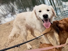 Golden Retriever – English Crème Golden Retriever – Red Bank