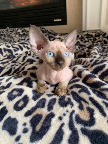 Sphynx – Female Sphynx Kittens