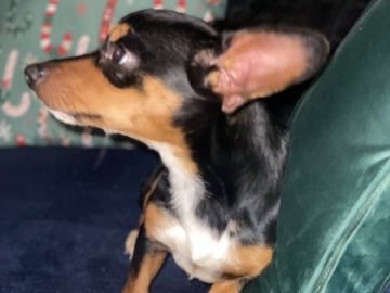 Chihuahua – chiweenie – Savannah