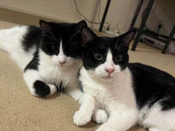 Bonded and Neutered Male Tuxedo Cats – Berkeley