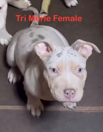 American Bulldog – Tri Merle Female ABCK Pocket American Bully