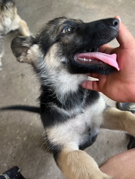 German Shepherd – Female German shepherd