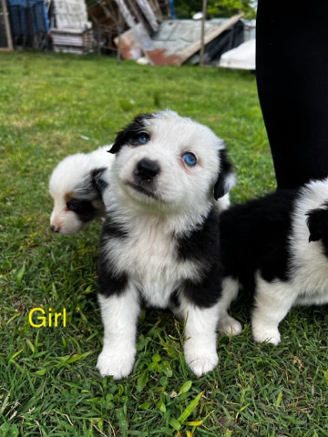 Australian Shepherd – puppies